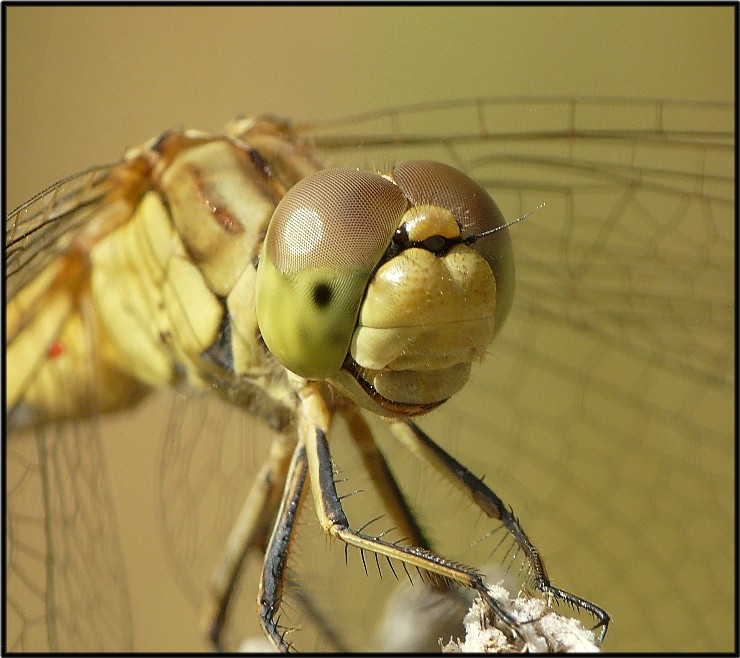Raynox MSN-202